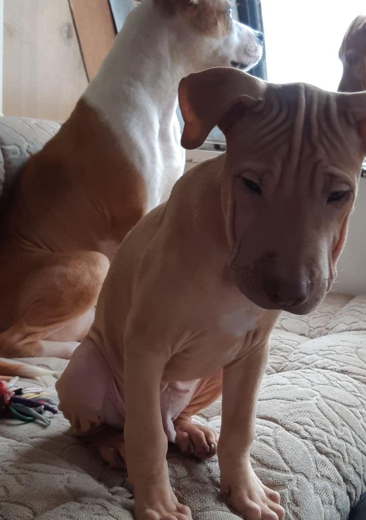 Presa cross puppies looking for homes 