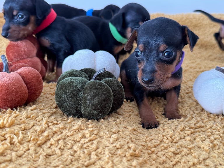 Not KC Reg Miniature Pincher Puppies 
