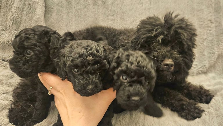 KC registered toy poodle puppies for sale 