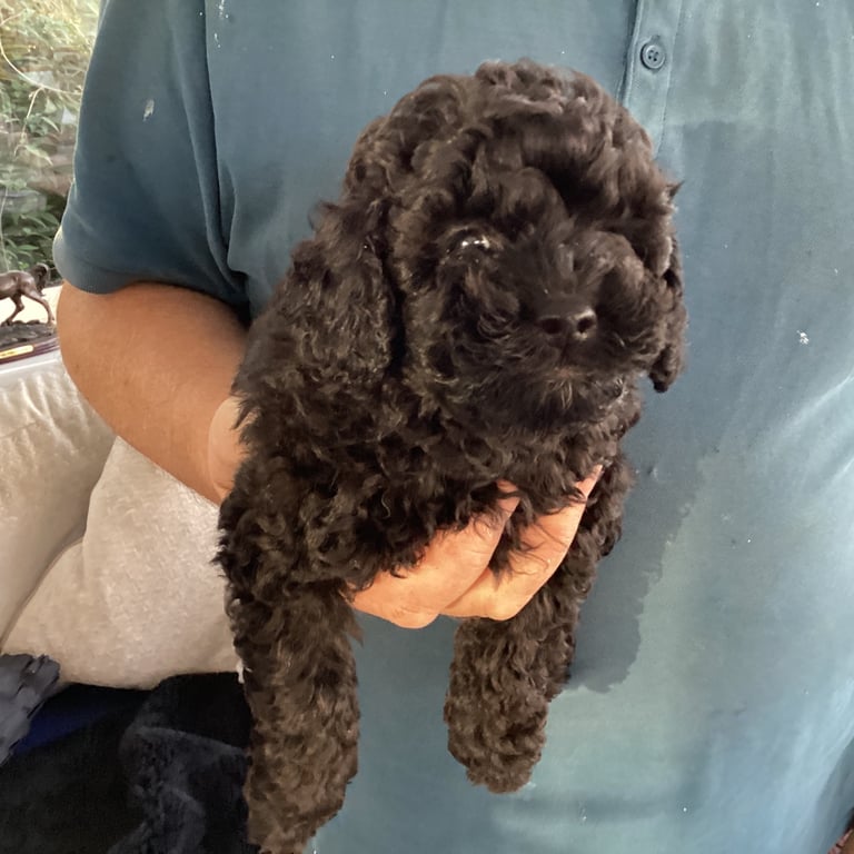 Poodle puppies 