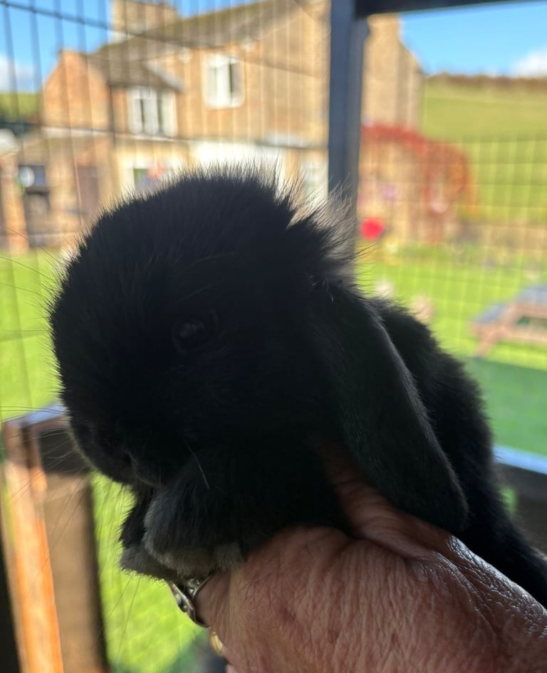 Two beautiful baby lop earred bunnies for sale 