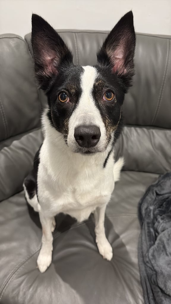 4 year old Border collie needing a new home