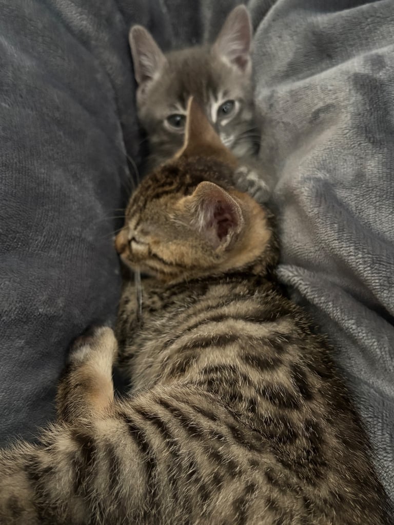Russian Blue Bengals for Sale