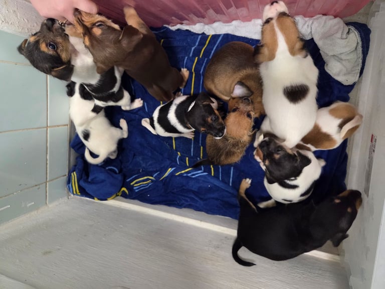 Jack russell pups 