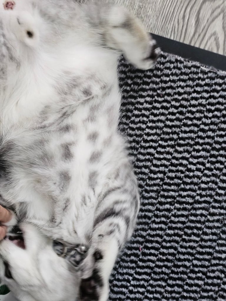 Beautiful Silver Tabby British Shorthair Boy