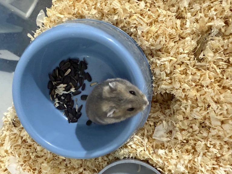 Russian dwarf hamster 
