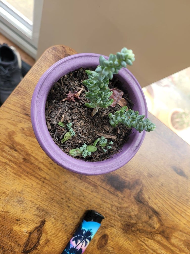 Succulent plant mini