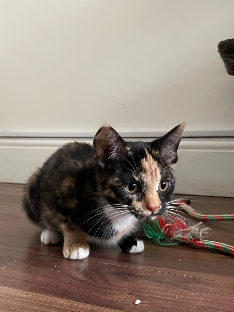 Kitten (12 weeks): Brindle (white/ginger/black)