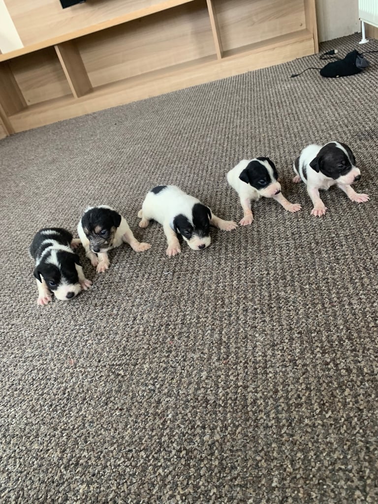 Jack Russell puppy’s 
