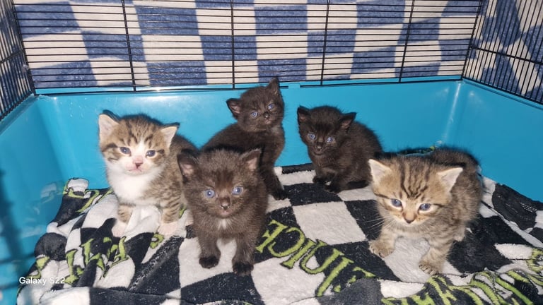 Kitten nebelung with british short hair/3 girls left 