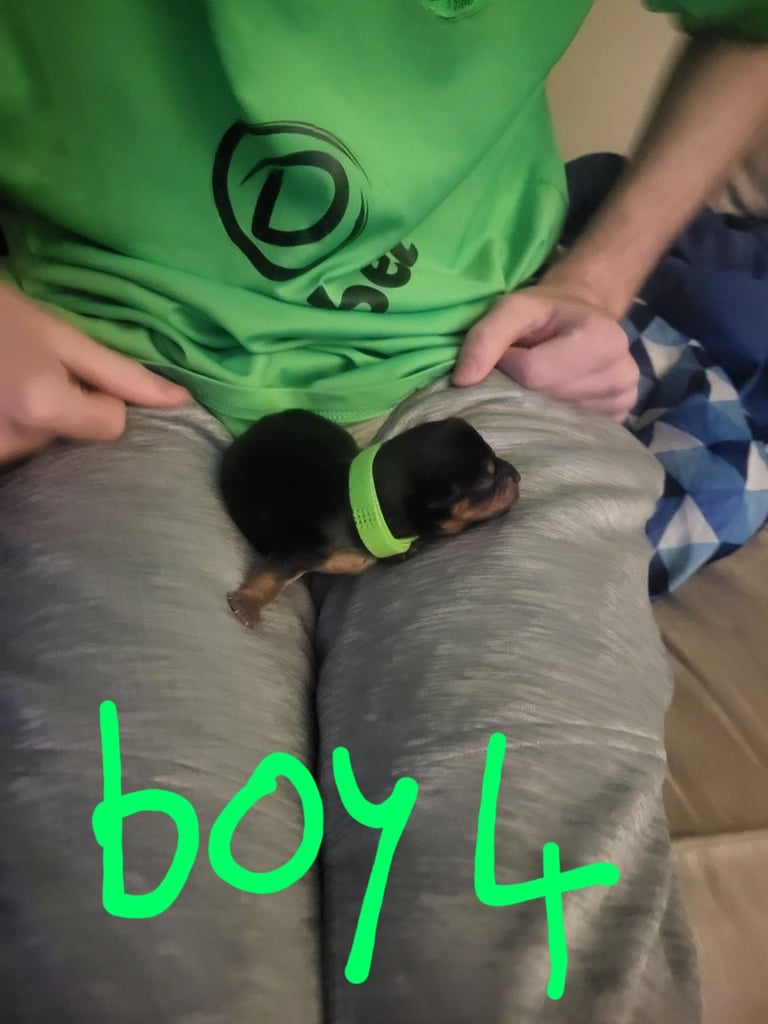 5 boy Yorkshire terrier puppies 4 weeks old