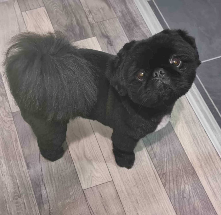 Pekingnese Dog 