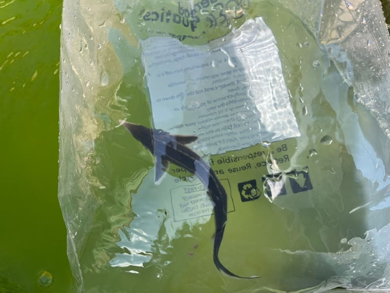 2 year old sterlet garden pond fish comes with a large tub of sterlet food. NO TIMEWASTERS.