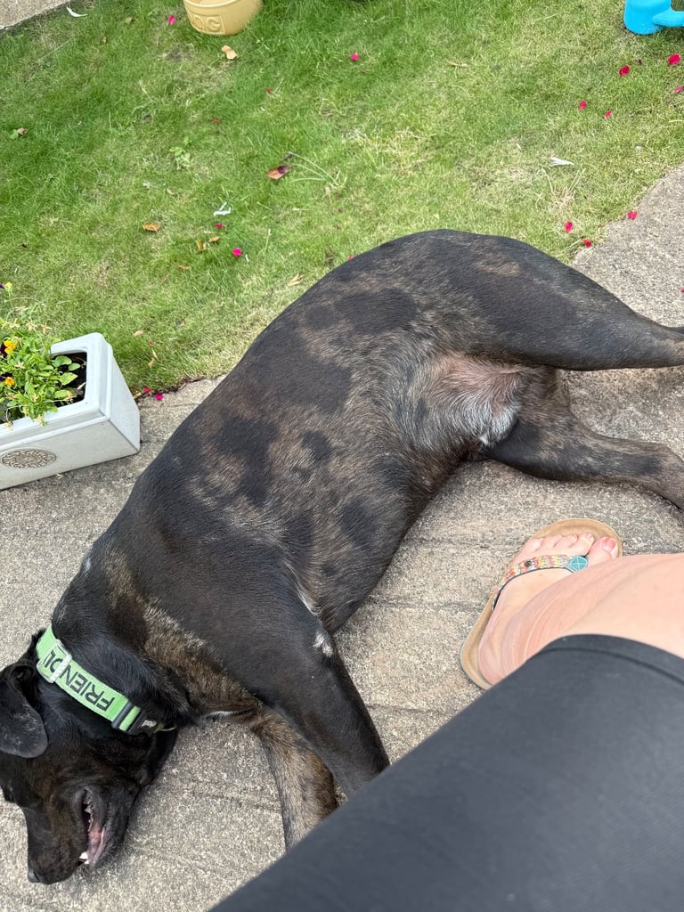 Max - Big softy needs a new home