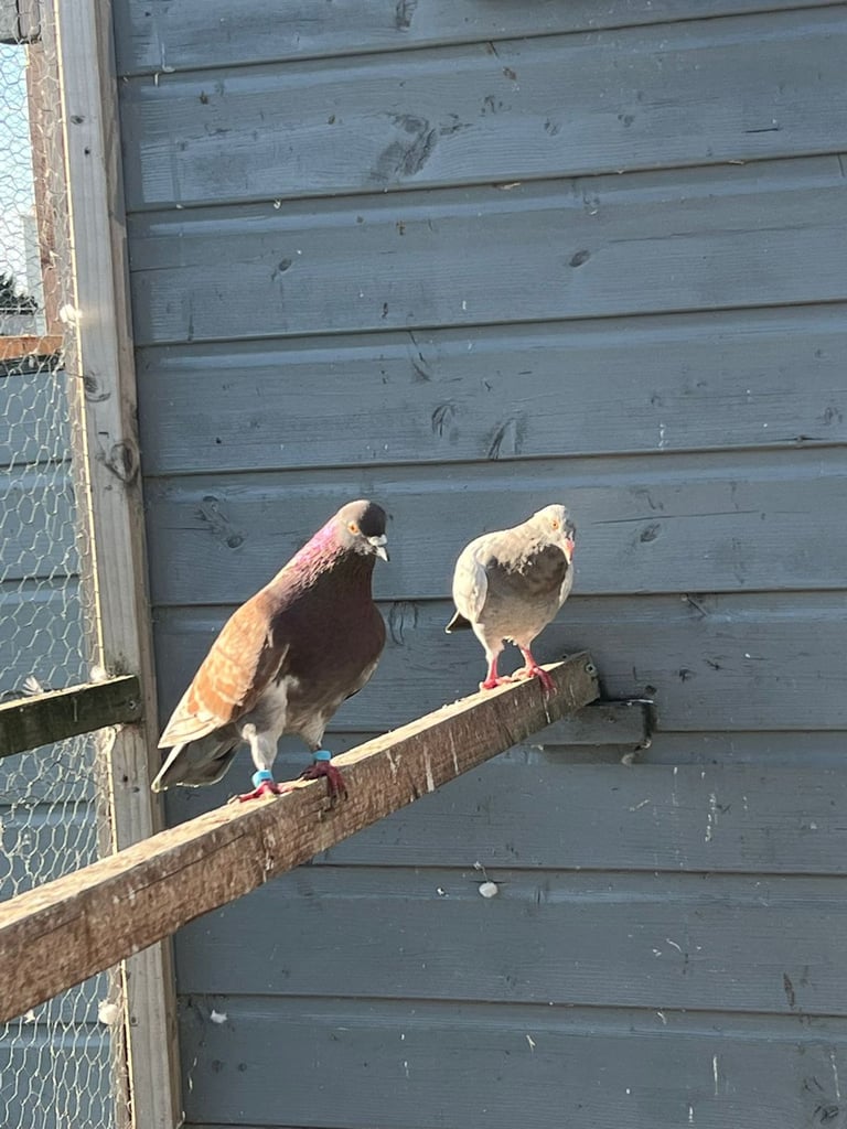 Beautiful pigeons for sale in Edinburgh from £10