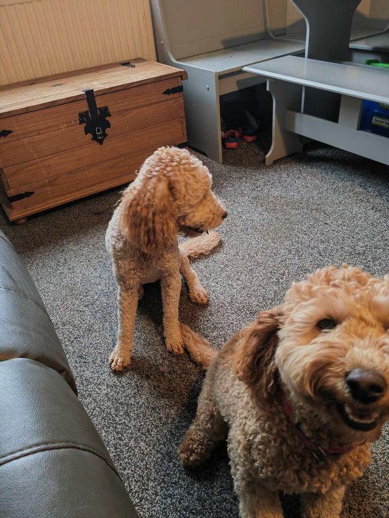 Mini labradoodles 