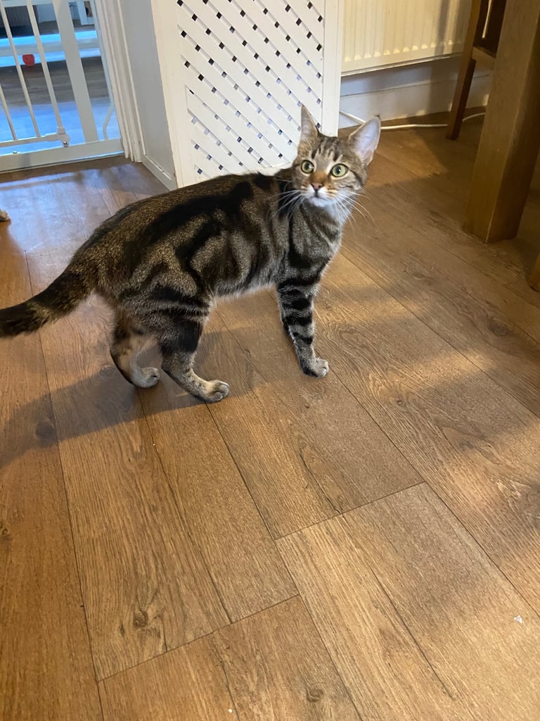 Gorgeous tabby cat for sale