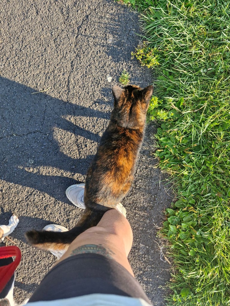 BEAUTIFUL TORTY SAGE 