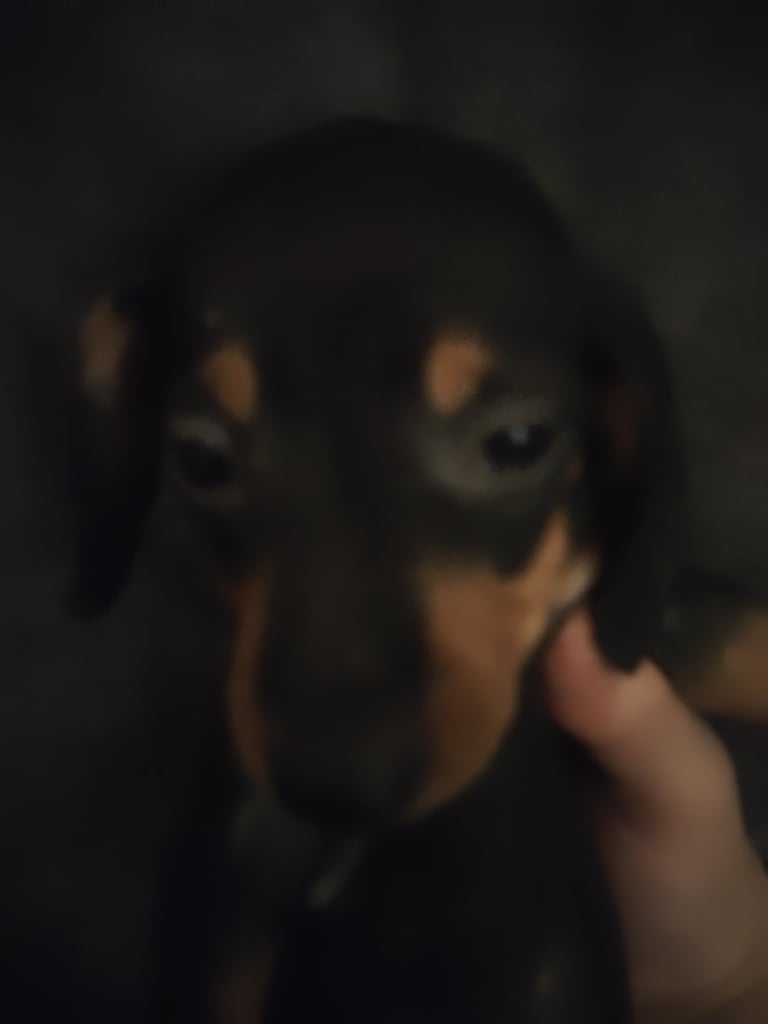 Miniature Dachshund puppies for sale 