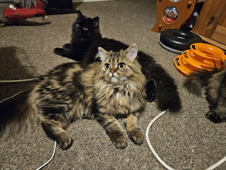 image for Persian cats