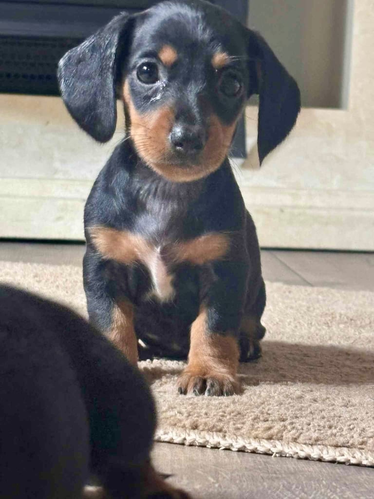 Miniature dauchund pupsREADY NOW