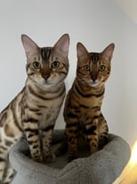 Two Bengal Cats For Sale 