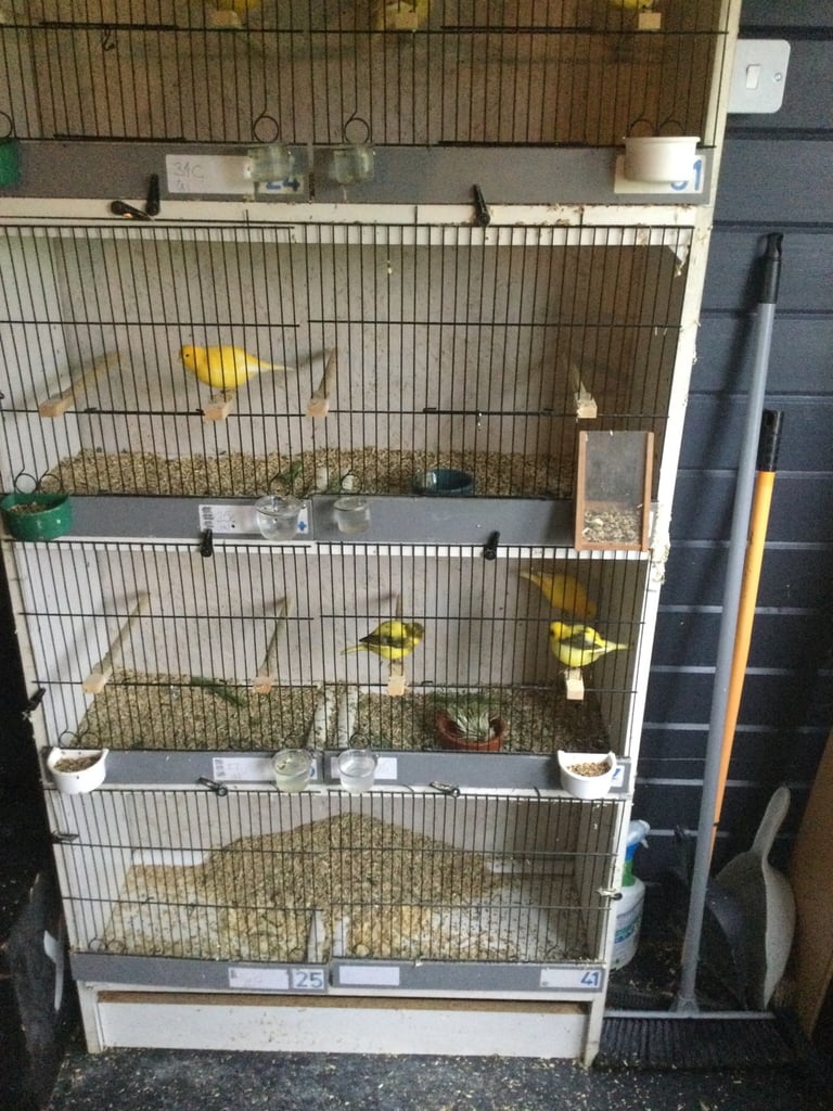 image for Canaries for sale