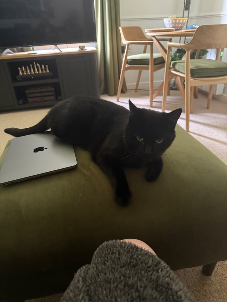 Bombay Cat