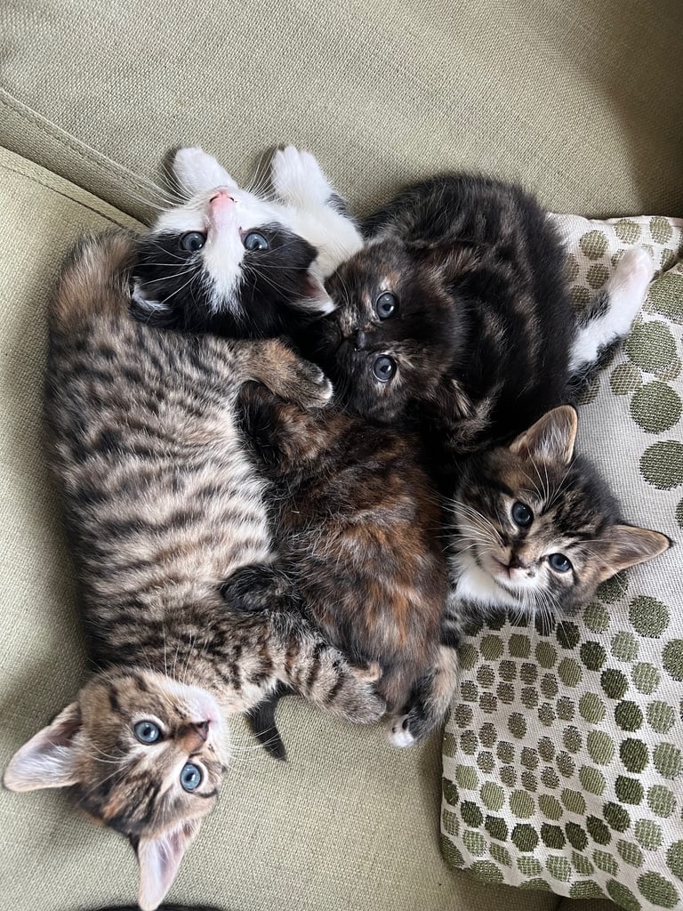 Kittens for Sale