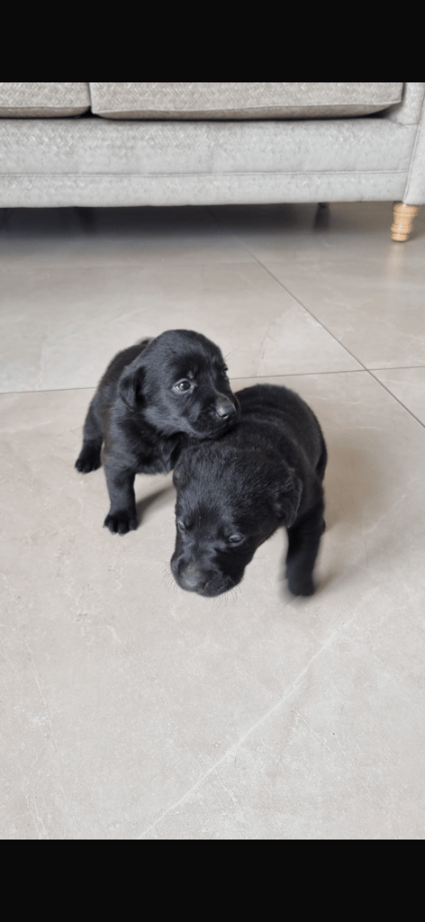 Chocolate Lab/Collie cross pups