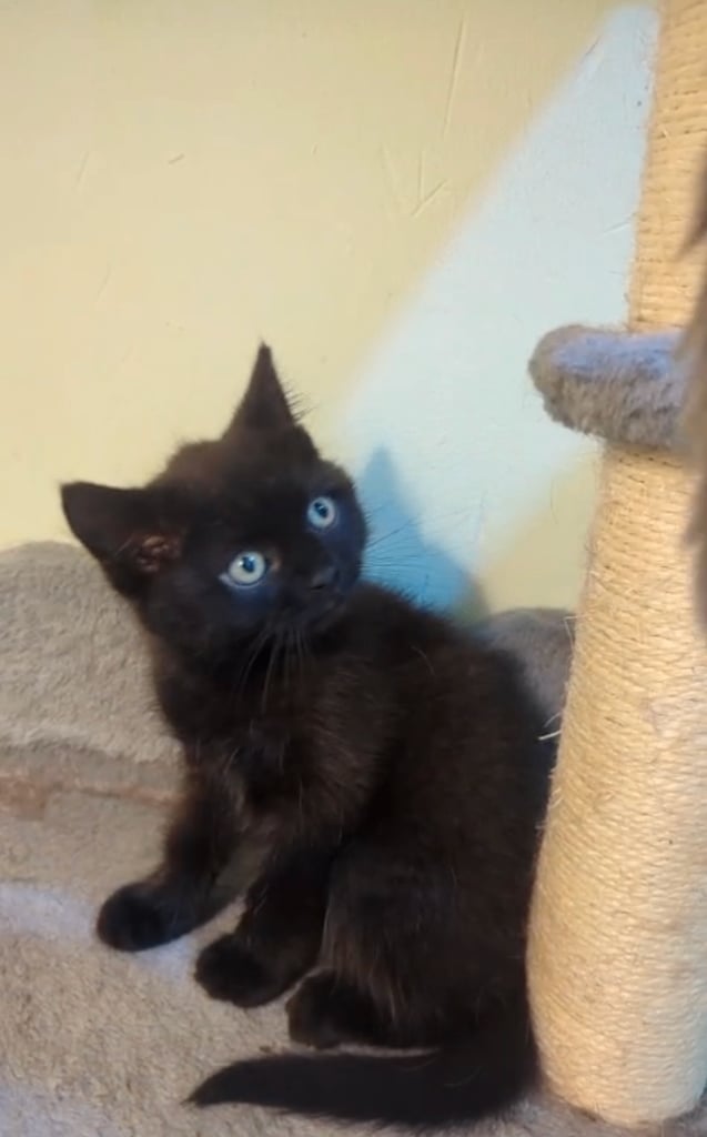 🐾BSH KITTEN 🐾