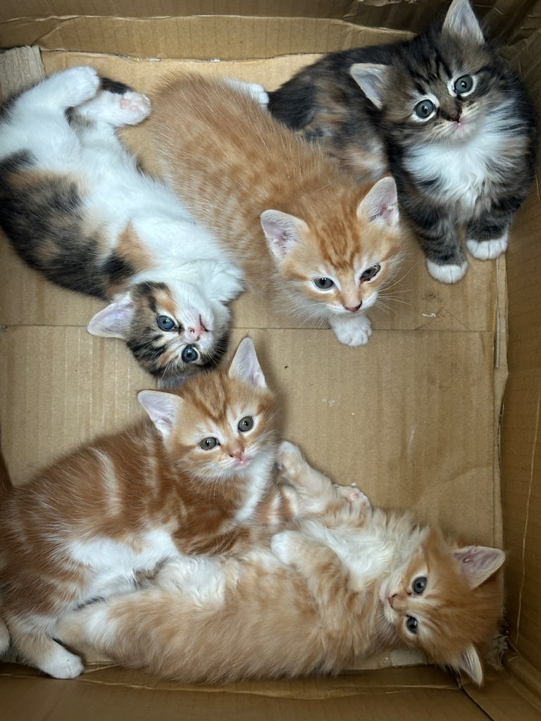 4 Beautiful Playful Kittens – Short Hair & Fluffy Persian Mixes