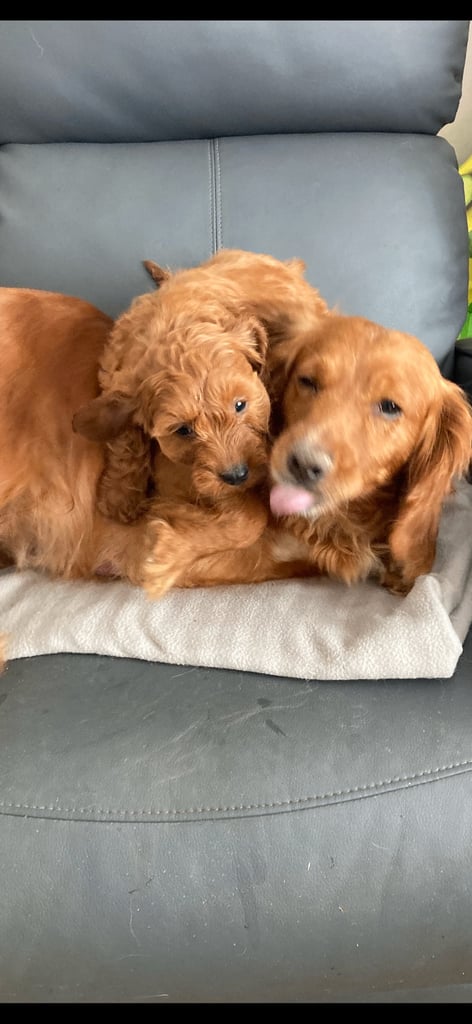 Cockapoo pups fox red