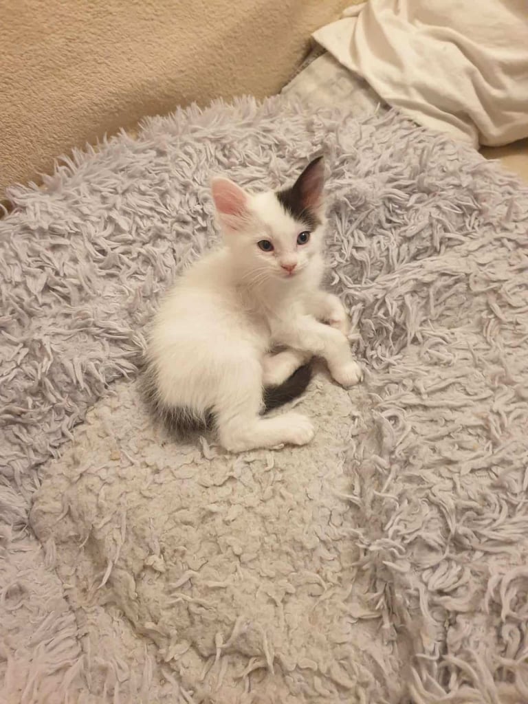 mixed ragdoll kitten(male)