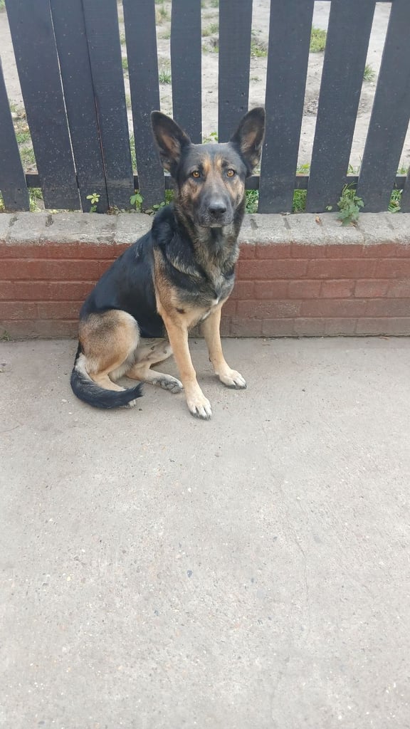 image for For sale german sheperd  female 