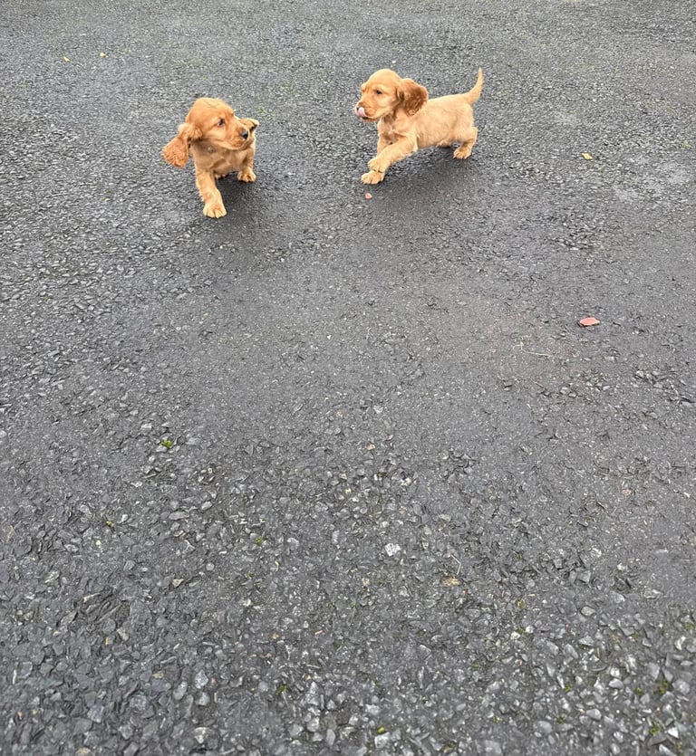 Cocker spaniel puppies 