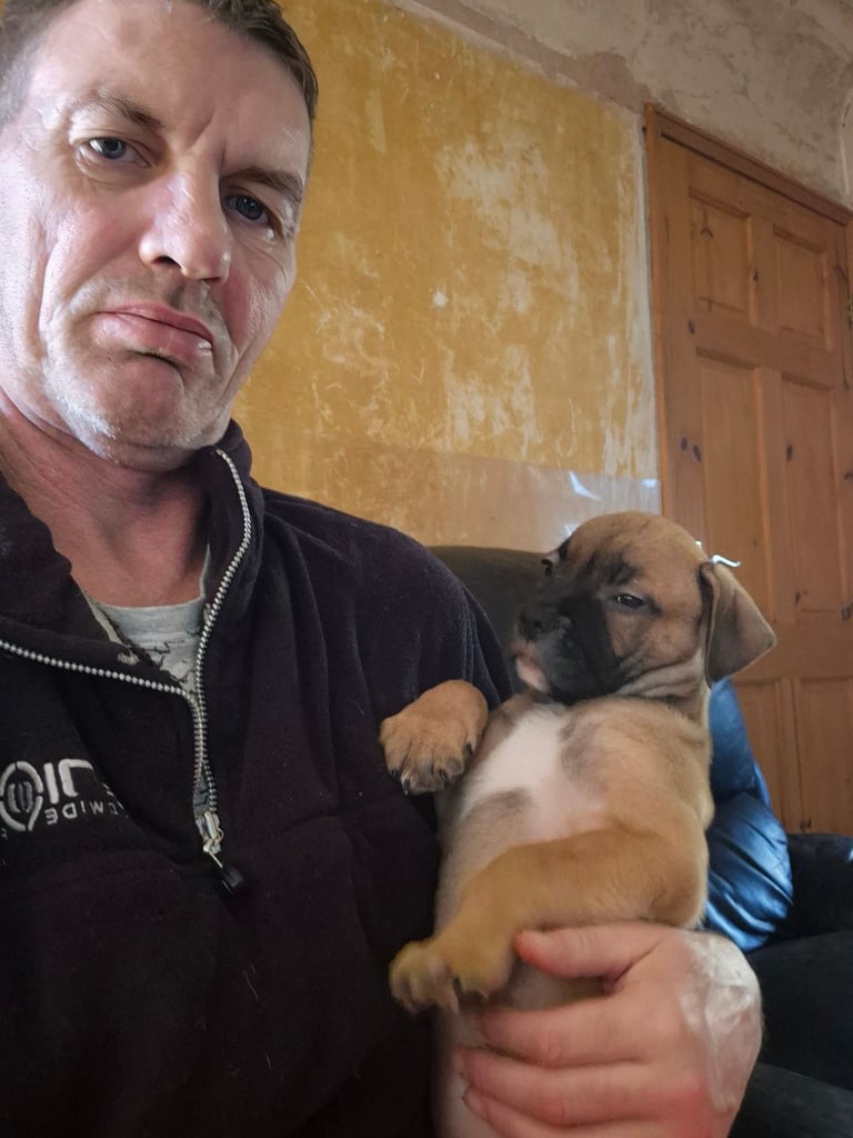 American bulldog x Staffordshire terrier 
