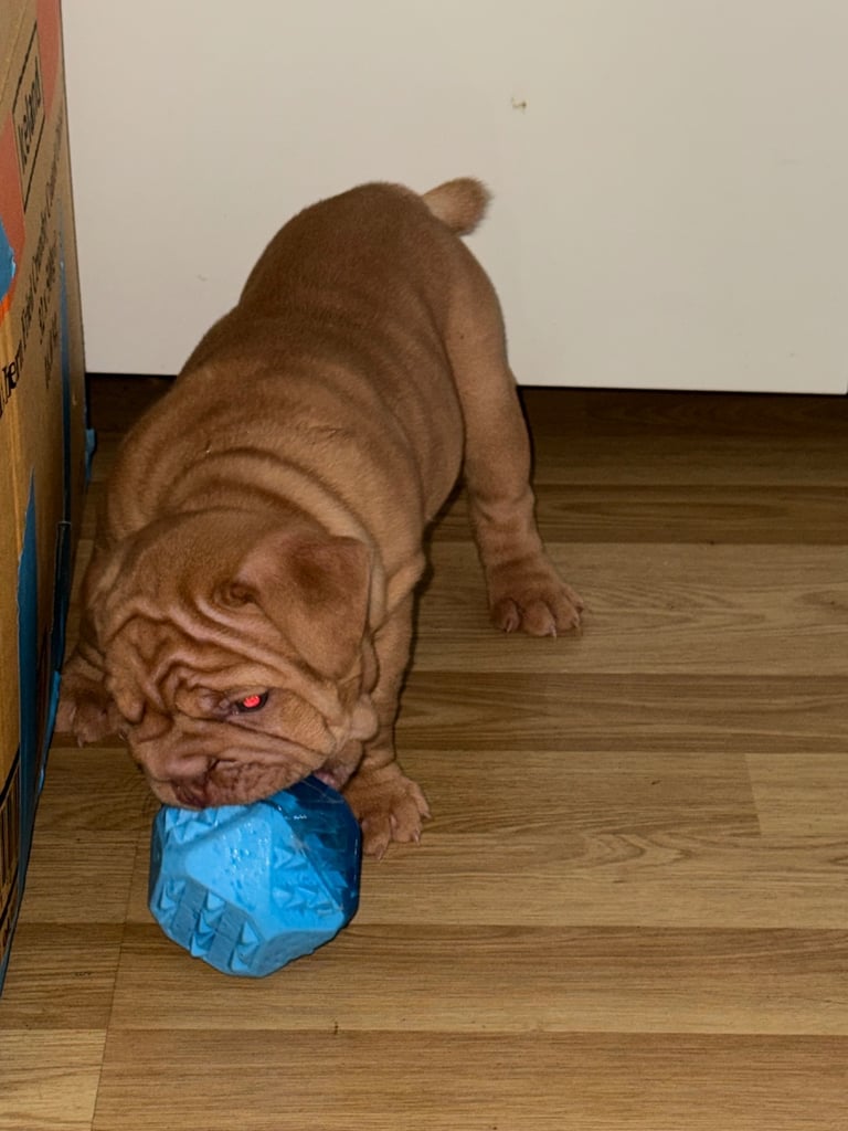 Beautiful Female English Bulldog Puppy 🩷