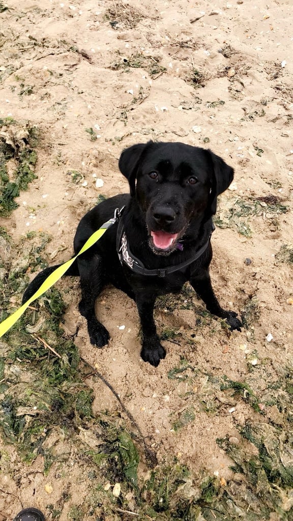 image for Beautiful Labrador puppies 