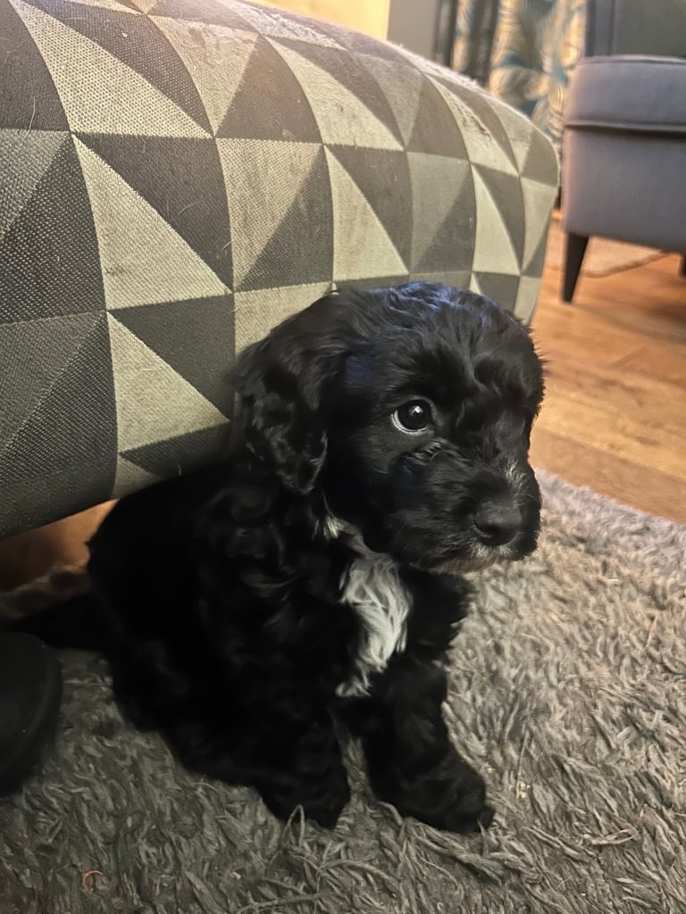 Cockapoo dog puppy for sale