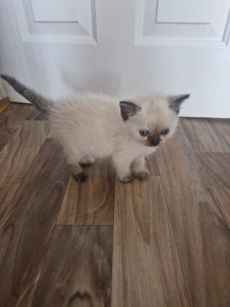 image for Ragdoll Kitten 