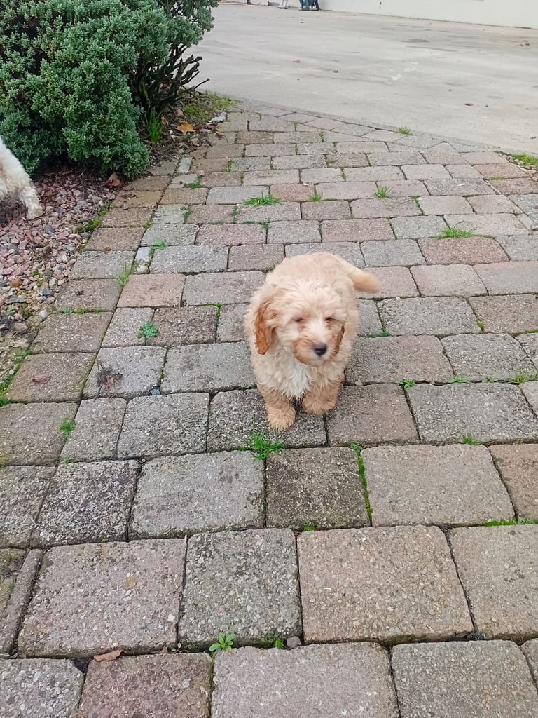 Cavachon