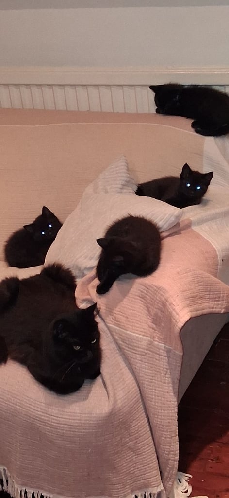 Black Fluffy Kittens 2 boys 2 girls - 8 weeks