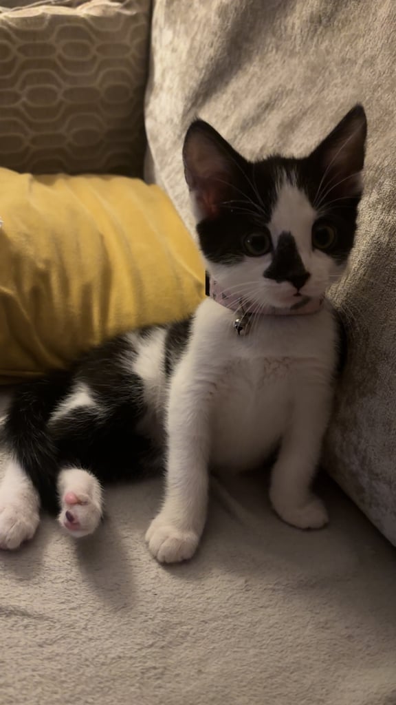 Kitten for sale 