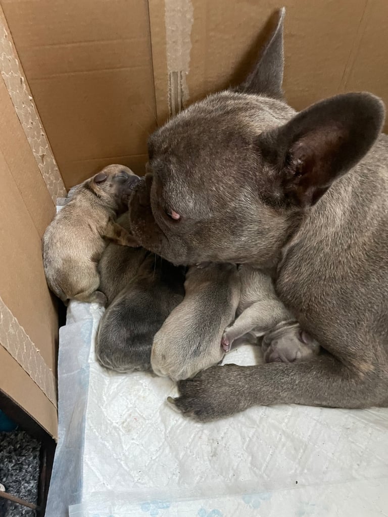 image for French bull dog puppies