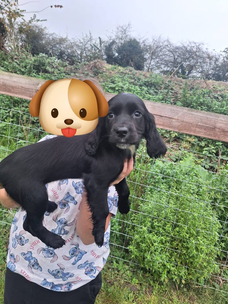 Sprocker dogs fashion for rehoming