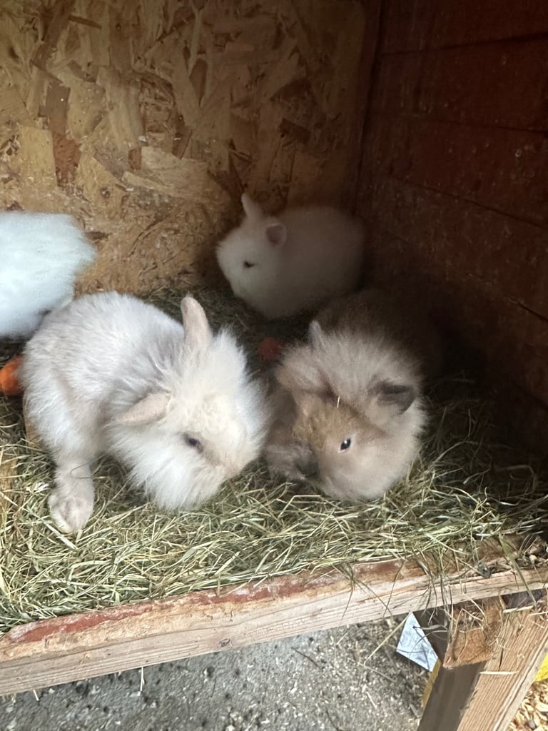 Lionhead  rabbits 