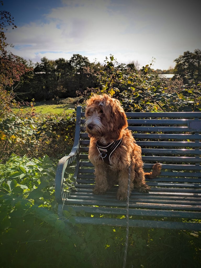 5 and a half month cockapoo