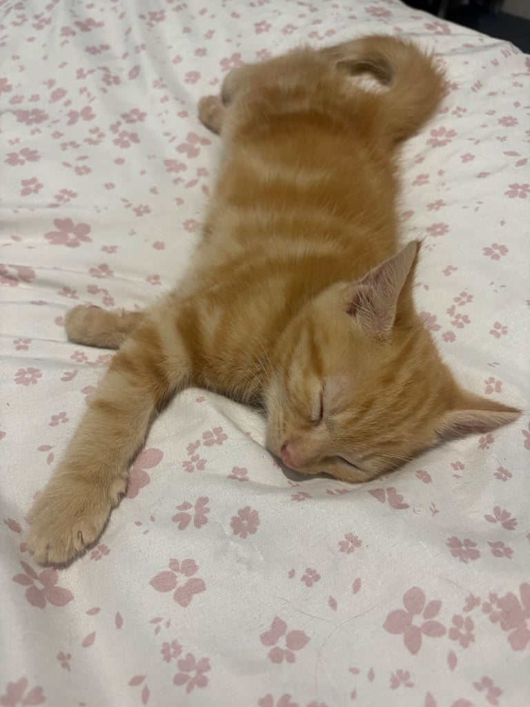 Kittens for sale 