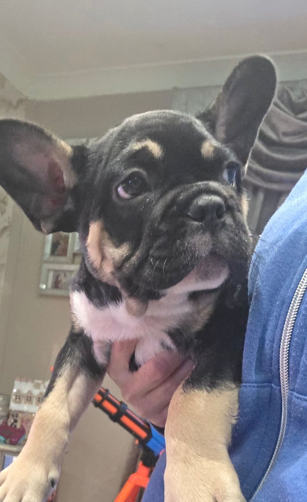 French bulldog puppys 